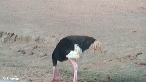 You Won’t Believe What This Ostrich Did at 70km/h! 😳🔥