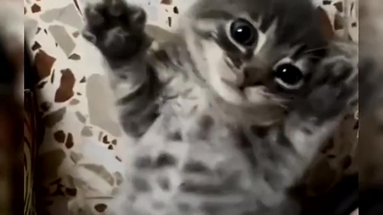 Cat pet Walk