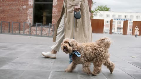Why Do Busy Pet Owners in Denver Love Personalized Pet Care?