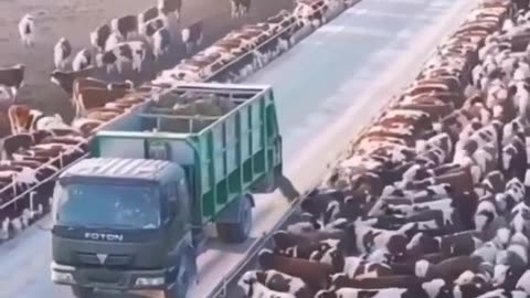 Farming Innovation: The Cattle Crossing