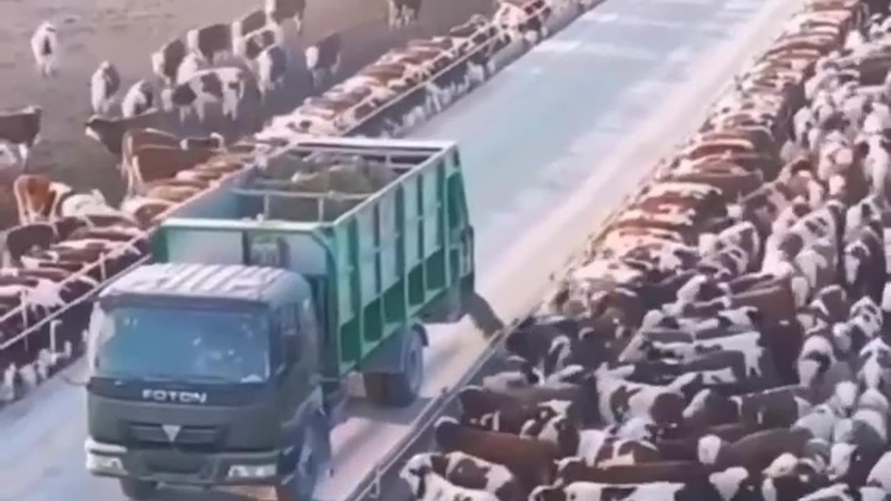 Farming Innovation: The Cattle Crossing