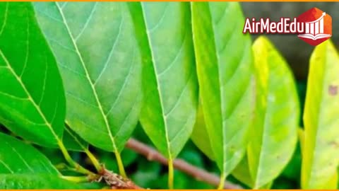 45 Beneficios de las Hojas de Chirimoya