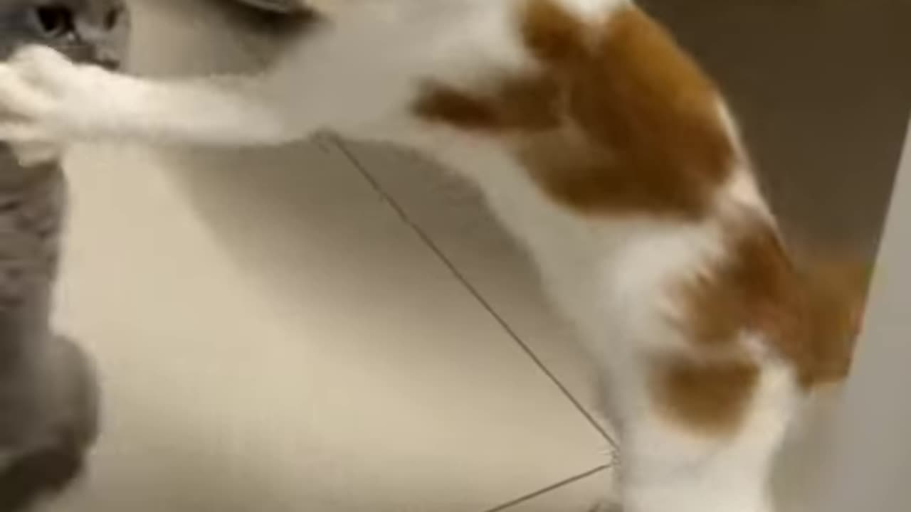 arrogant cat