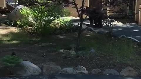 Un ours prend la fuite face à une femme