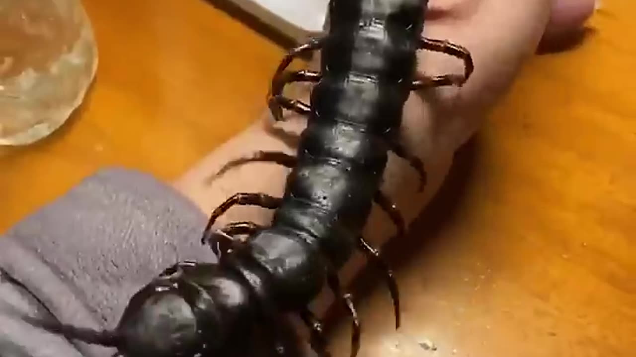 Shocking Animal Transformations 😱💀