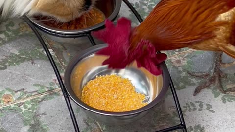 Cat and Chicken Besties Eat Lunch Together