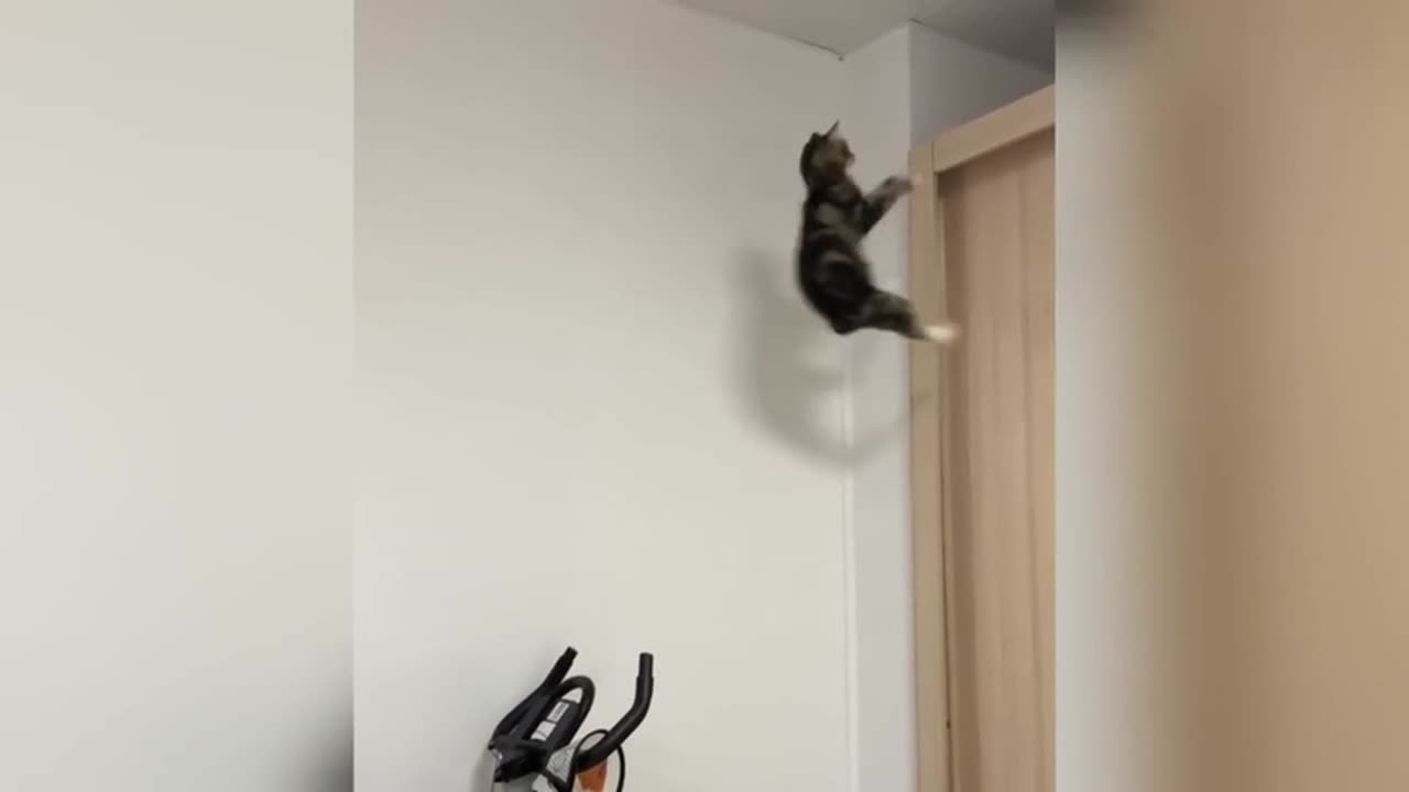 Cats Jumping and Falling