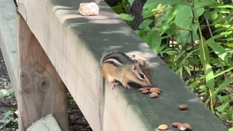 Chipmunk stuffing his pouch with delicious almonds