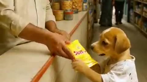 Poor Puppy got thrown off the train🥺, frnds laughed, Puppy Heart broken #thepuppysquest
