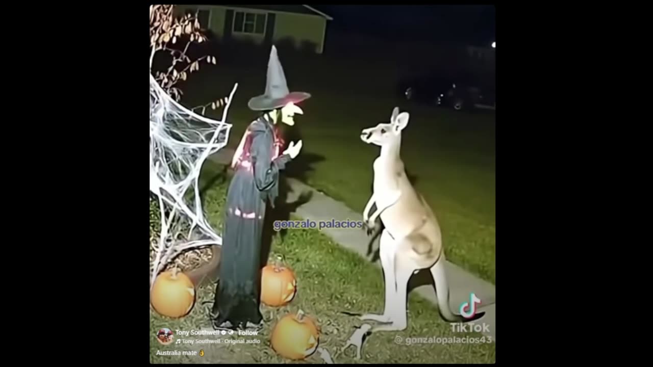 Kangaroo kicks a Witch Decoration