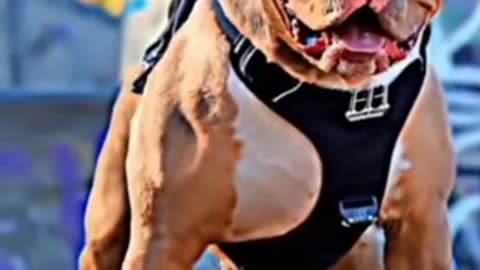 Pitbulll
