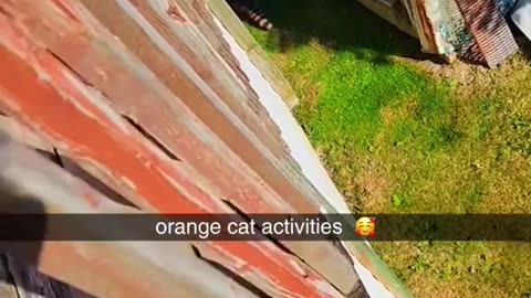 Cat Sees Cucumber for First Time - Reaction is Priceless!