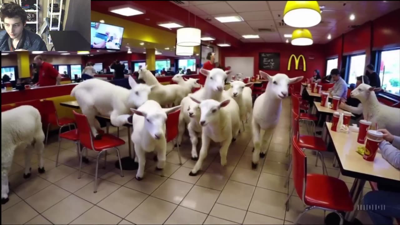 Outtake #1,132 Of The Over 5 Lambs Roam Around A McDonald's Restaurant Fake Funny Parody Video