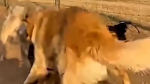 The Wolf messed with the WRONG family