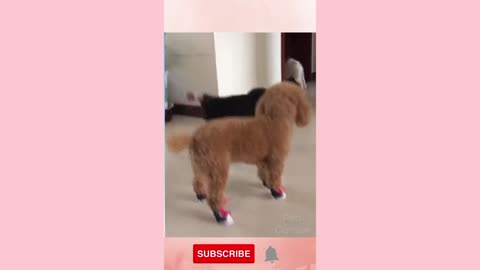 Puppies Wear Sneakers Walk Street