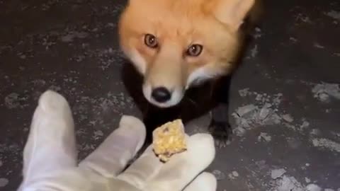 😂🦊 Foxes Don't Want to Be Fed! | FunFM