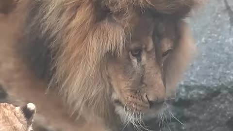 animals