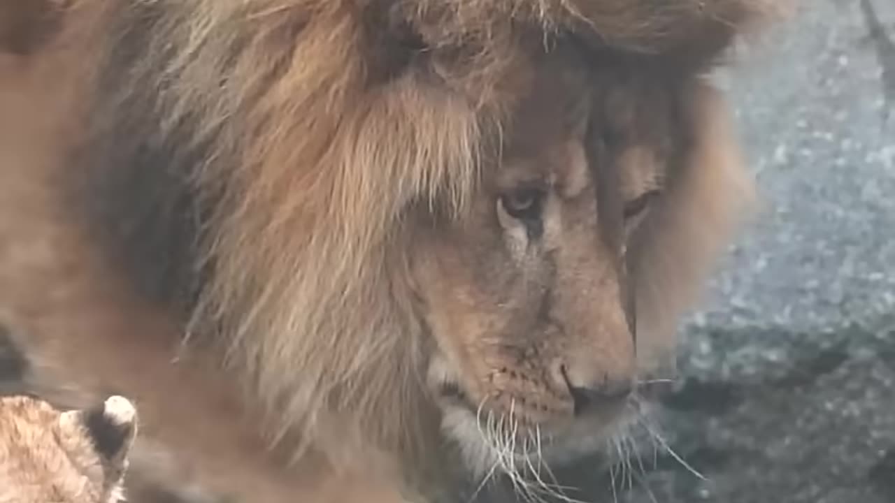 animals