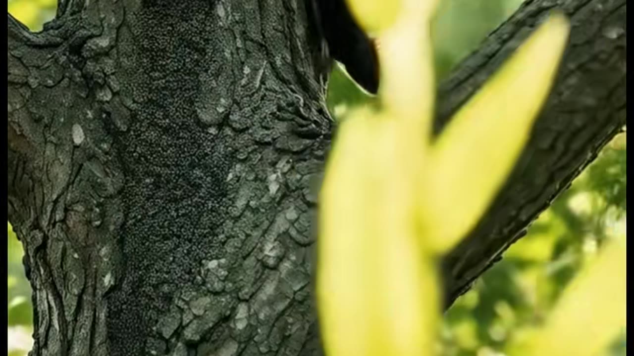 Animasi