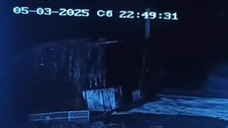Un perro ahuyenta a un tigre que lo acechaba en Rusia
