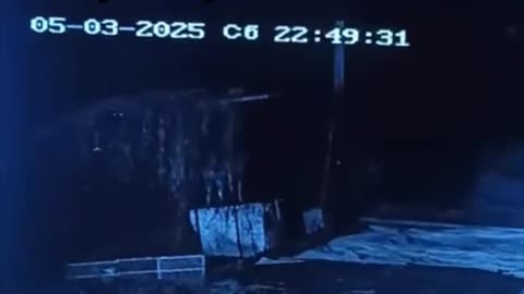 Un perro ahuyenta a un tigre que lo acechaba en Rusia
