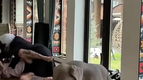 Can't believe this!!! Playing Pranks on my dog