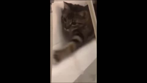 Funny animals - Funny cats / dogs - Funny animal videos 2023 - Part 6/Haypyy Pett