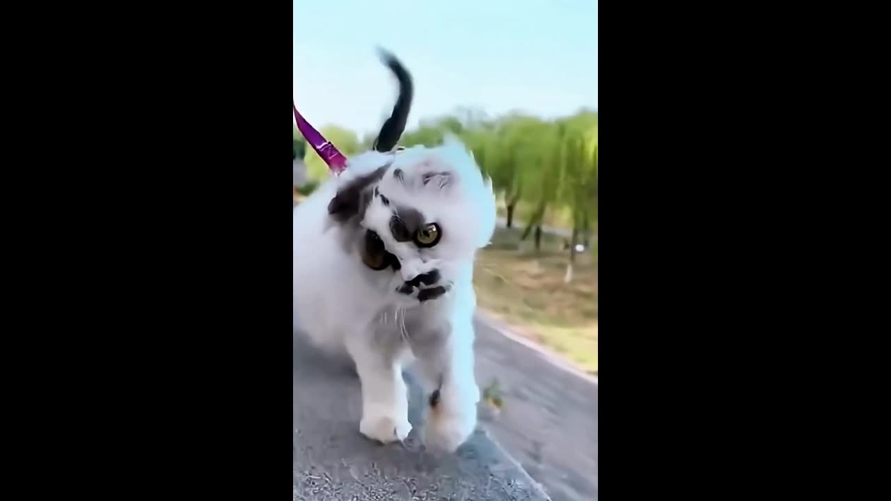 Funny & Cute Animals