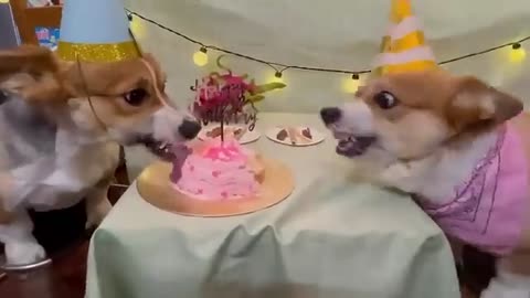 Happy Birthday- Dogs