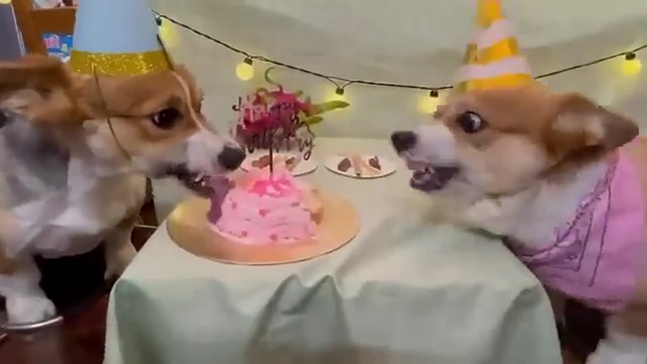 Happy Birthday- Dogs