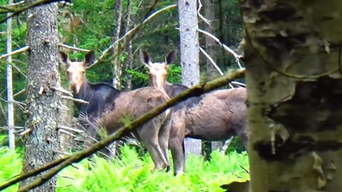 Moose Duo