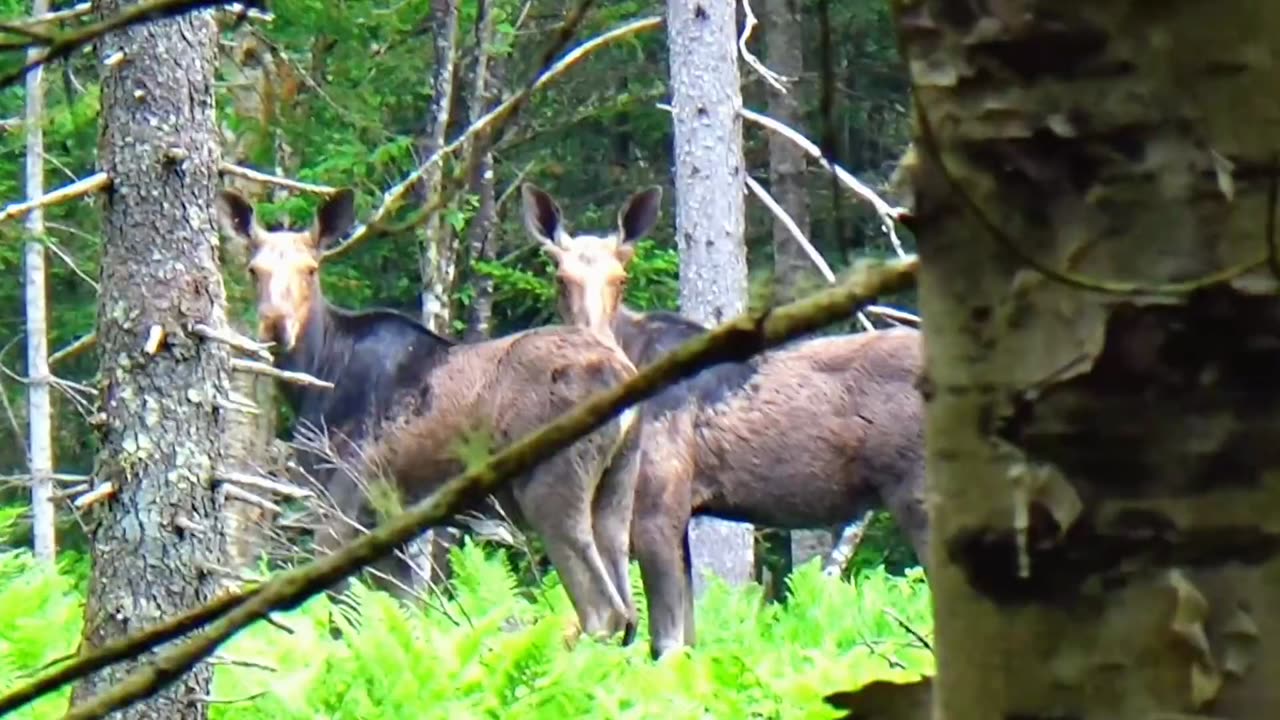 Moose Duo