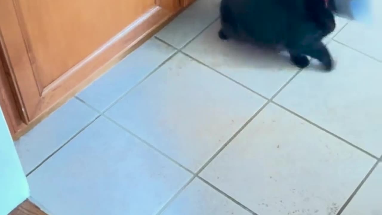 😹🐈 My Sister's Cat Doesn't Like the Cone... AT ALL! | FunFM