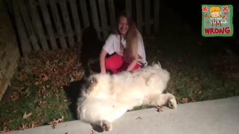 Funniest Dog Moment of the week