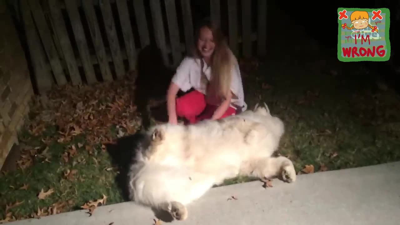 Funniest Dog Moment of the week