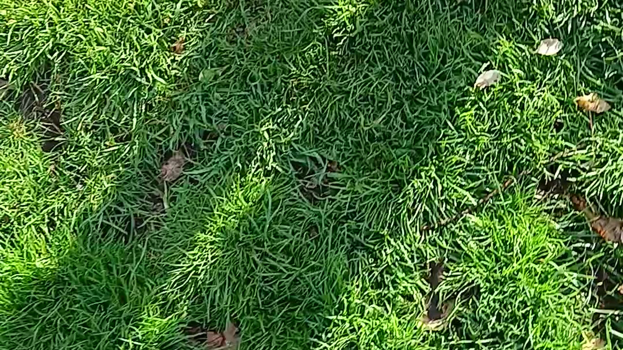 Dog eaters calling cops on their victims in a cemetery that they use as a giant toilet
