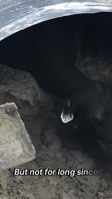 Helping out a cow who got stuck inside a culvert!