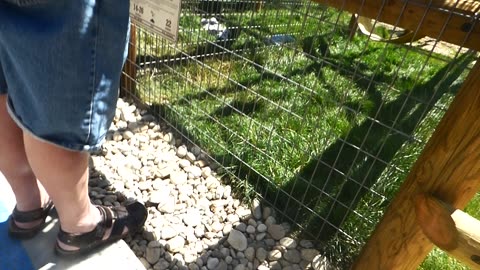 Mowgli plays with the velcro on my dad's sandals