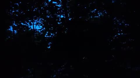 Birds wake up 4:30am Canada, North America - turn up volume