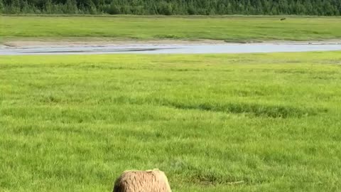 Nature and Animals
