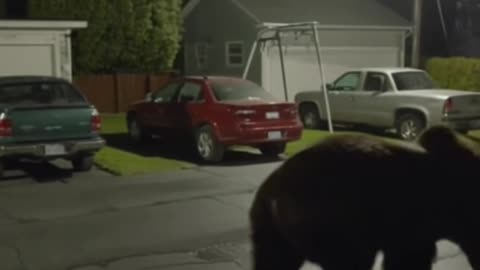 Neighborhood Surprise: Man Spots Massive Grizzly Bear – Real or AI Trickery?