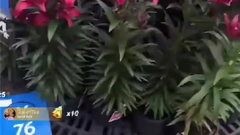 - ANGELIC SOUL ; OUT SHOPPING FOR HER GARDEN !