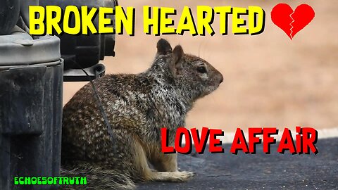 Broken Hearted Squirrel Extremely Sad Over Lost Love Affair