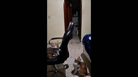 Cats and kitten