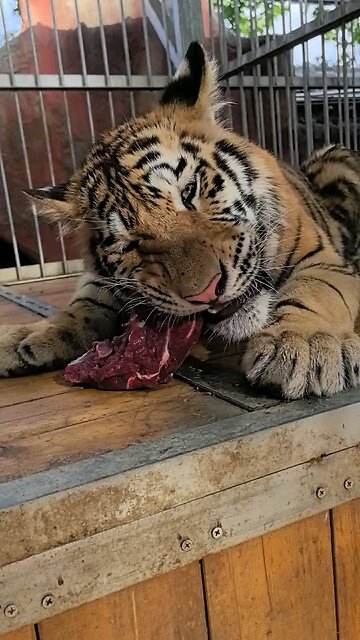 Tiger eats 🐅 🐯