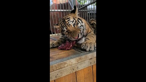 Tiger eats 🐅 🐯