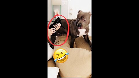 Huge Dog is scared of a Tiny kitten🤣😁