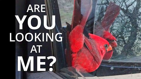 Bird Attacks His Reflection In The Mirror - With Guest David Attenborough