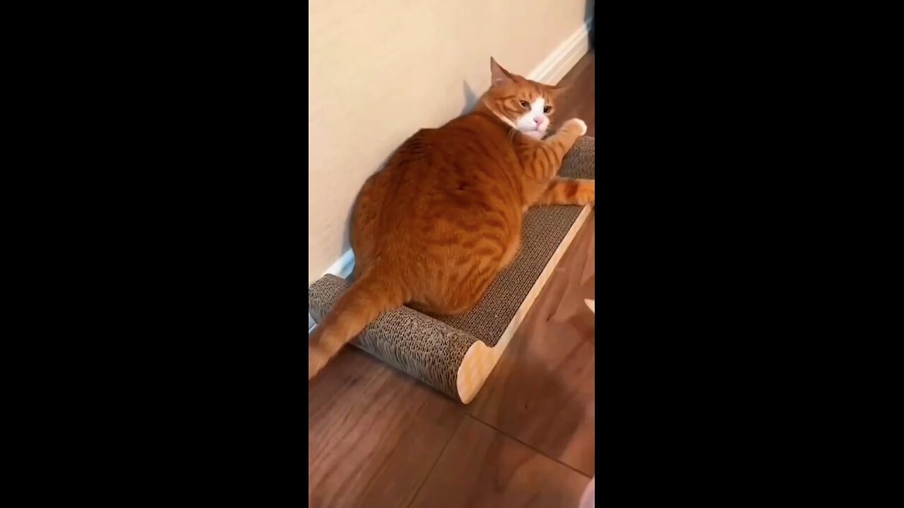 Catniss Everclean