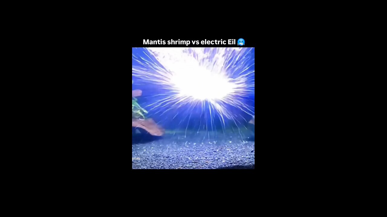 #Mantis shrimp VS electric Eil#